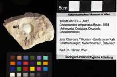 Foto (Objket + Etiketten) von Goniodromites complanatus (Reuss, 1858) 